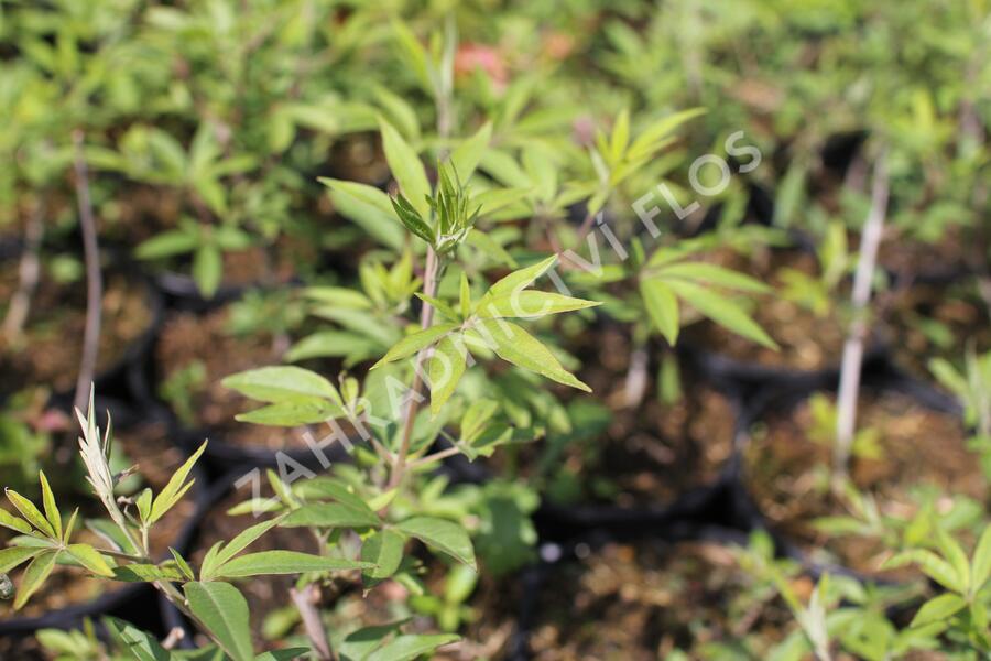 Drmek obecný 'Albus' - Vitex agnus castus 'Albus'