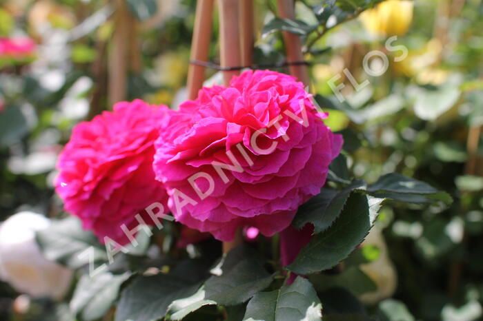 Anglická růže Davida Austina 'Gabriel Oak' - Rosa S 'Gabriel Oak'