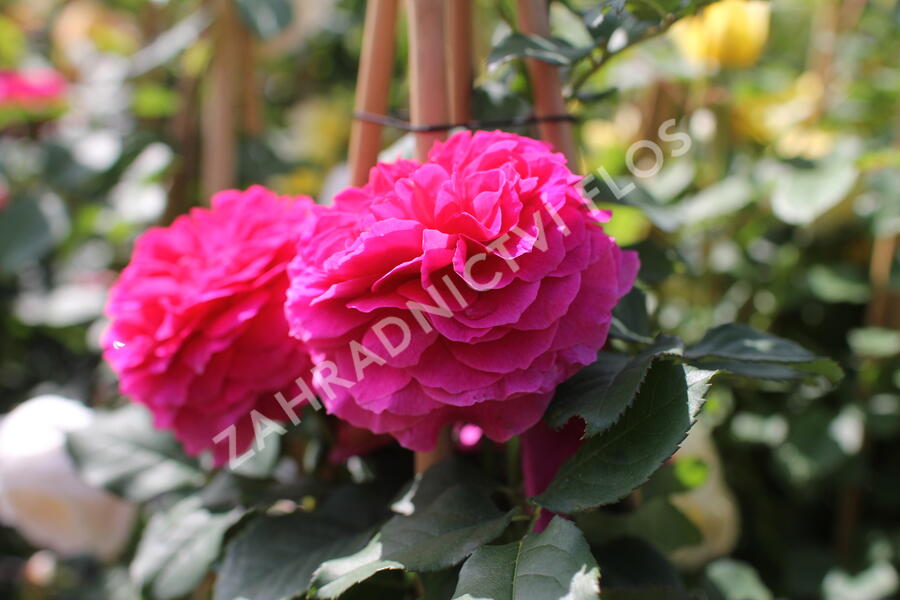 Anglická růže Davida Austina 'Gabriel Oak' - Rosa S 'Gabriel Oak'