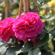 Anglická růže Davida Austina 'Gabriel Oak' - Rosa S 'Gabriel Oak'