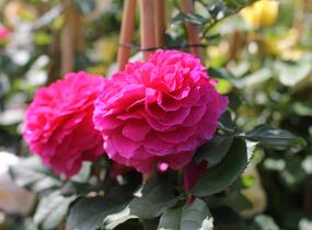 Růže anglická David Austin 'Gabriel Oak' - Rosa S 'Gabriel Oak'