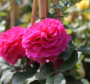 Anglická růže Davida Austina 'Gabriel Oak' - Rosa S 'Gabriel Oak'