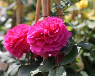 Růže anglická David Austin 'Gabriel Oak'