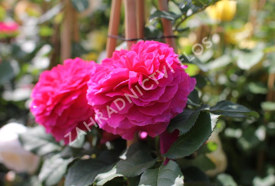 Růže anglická David Austin 'Gabriel Oak' - Rosa S 'Gabriel Oak'