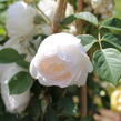 Anglická růže Davida Austina 'Desdemona' - Rosa S 'Desdemona'