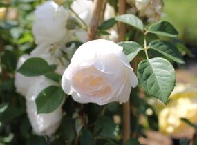 Růže anglická David Austin 'Desdemona' - Rosa S 'Desdemona'
