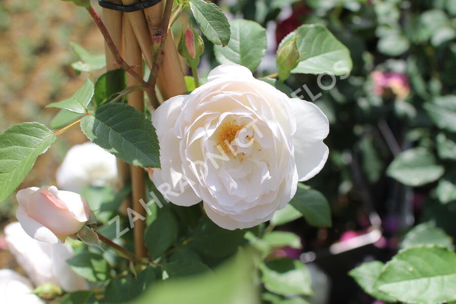 Anglická růže Davida Austina 'Desdemona' - Rosa S 'Desdemona'