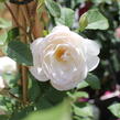 Anglická růže Davida Austina 'Desdemona' - Rosa S 'Desdemona'
