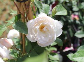 Růže anglická David Austin 'Desdemona' - Rosa S 'Desdemona'