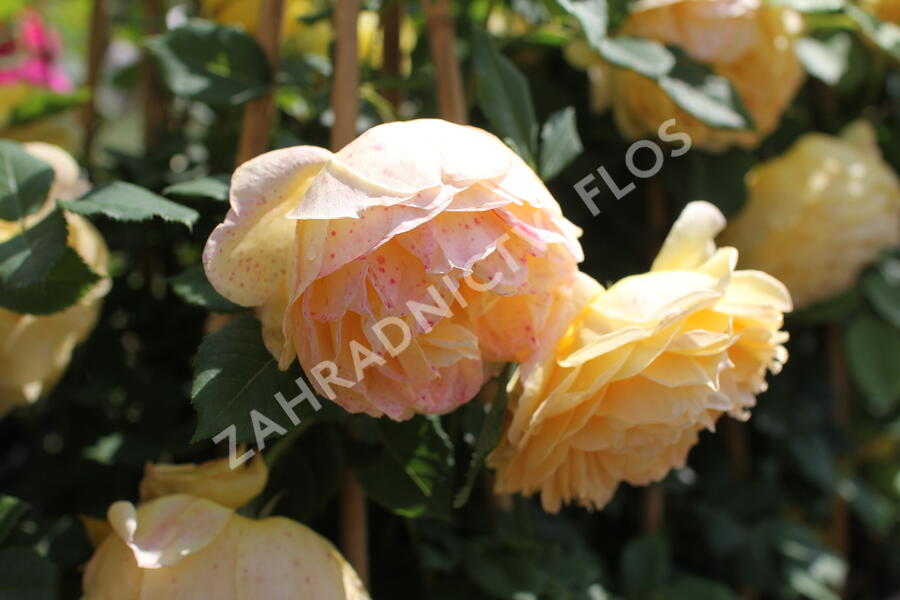 Anglická růže Davida Austina 'Golden Celebration' - Rosa S 'Golden Celebration'