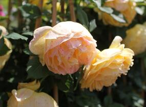 Růže anglická David Austin 'Golden Celebration' - Rosa S 'Golden Celebration'