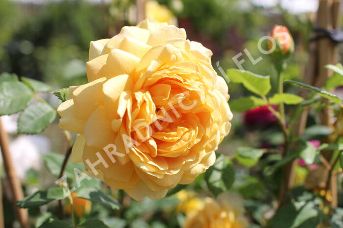 Anglická růže Davida Austina 'Golden Celebration' - Rosa S 'Golden Celebration'