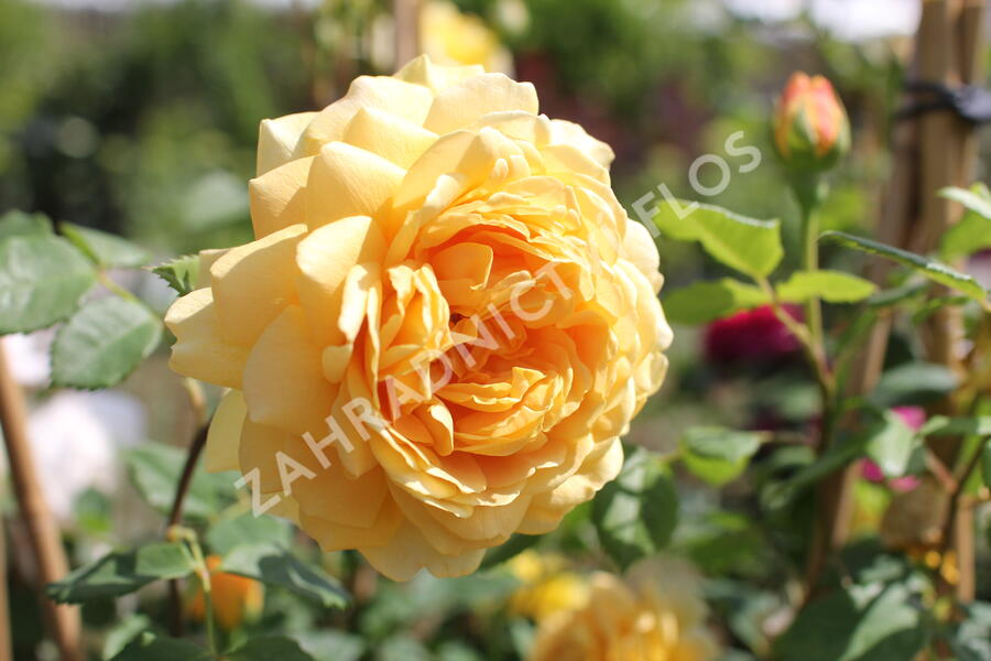 Anglická růže Davida Austina 'Golden Celebration' - Rosa S 'Golden Celebration'