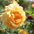 Anglická růže Davida Austina 'Golden Celebration' - Rosa S 'Golden Celebration'