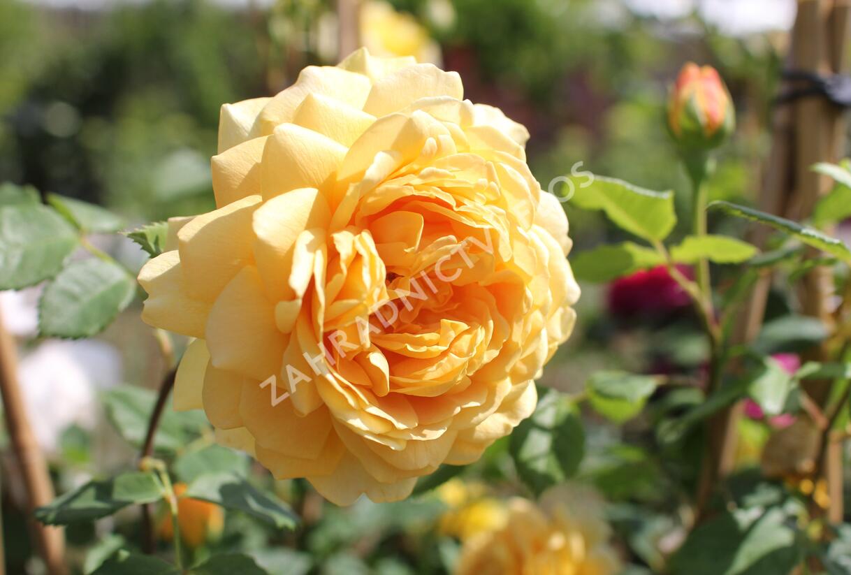 Růže anglická David Austin 'Golden Celebration' - Rosa S 'Golden Celebration'