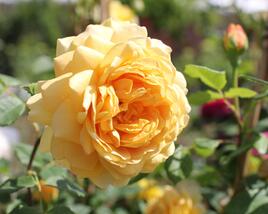 Růže anglická David Austin 'Golden Celebration'
