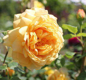 Anglická růže Davida Austina 'Golden Celebration' - Rosa S 'Golden Celebration'