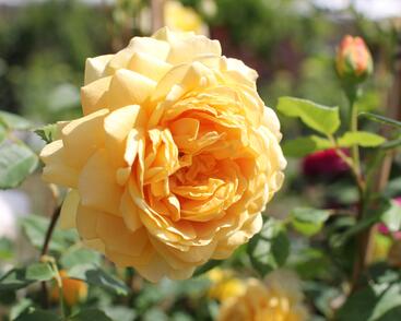 Růže anglická David Austin 'Golden Celebration'