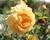Růže anglická David Austin 'Golden Celebration'