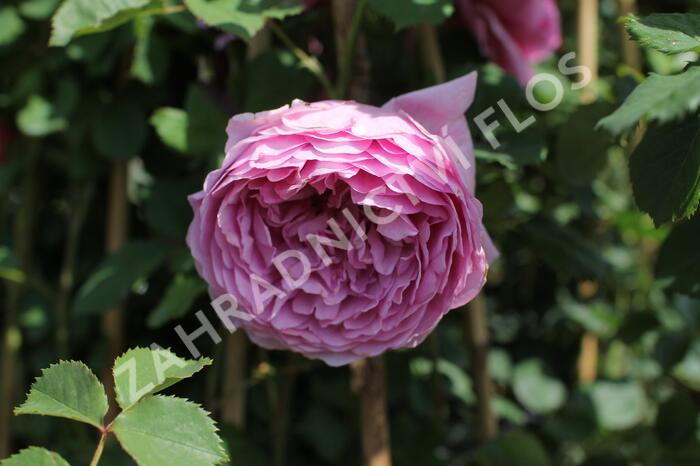 Anglická růže Davida Austina 'Alexandra of Kent' - Rosa S 'Alexandra of Kent'