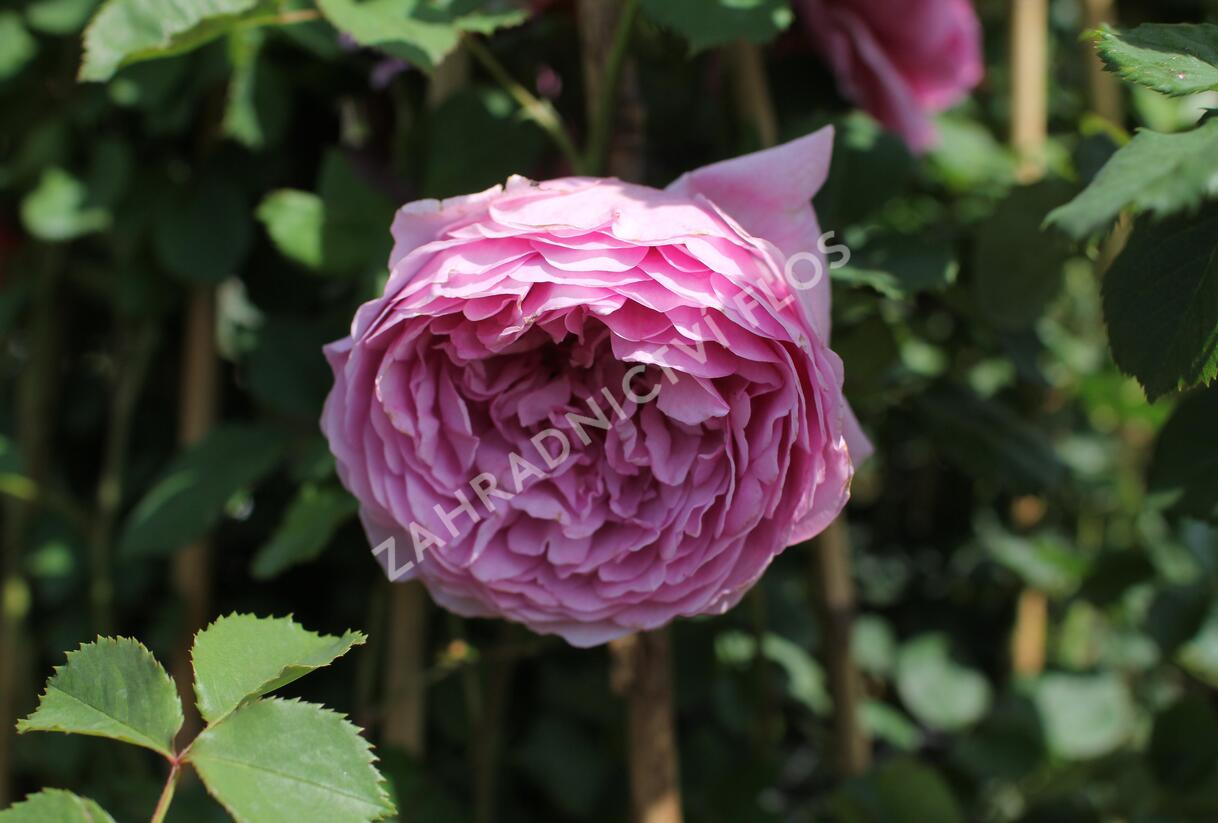 Růže anglická David Austin 'Alexandra of Kent' - Rosa S 'Alexandra of Kent'