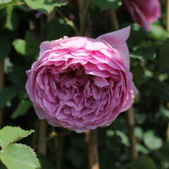 Anglická růže Davida Austina 'Alexandra of Kent' - Rosa S 'Alexandra of Kent'