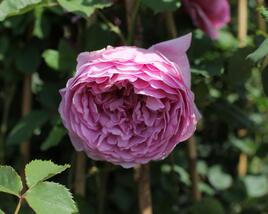 Růže anglická David Austin 'Alexandra of Kent'