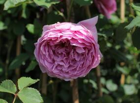 Růže anglická David Austin 'Alexandra of Kent' - Rosa S 'Alexandra of Kent'
