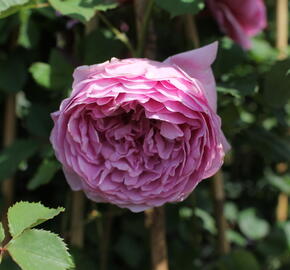 Anglická růže Davida Austina 'Alexandra of Kent' - Rosa S 'Alexandra of Kent'