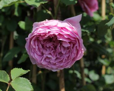 Růže anglická David Austin 'Alexandra of Kent'