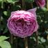 Rosa S 'Alexandra of Kent'_01.JPG