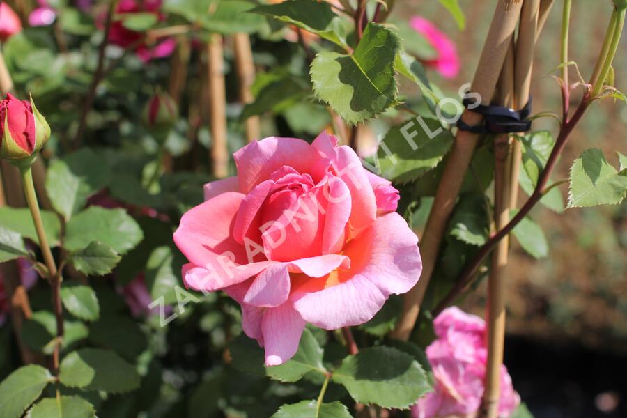 Anglická růže Davida Austina 'Alexandra of Kent' - Rosa S 'Alexandra of Kent'