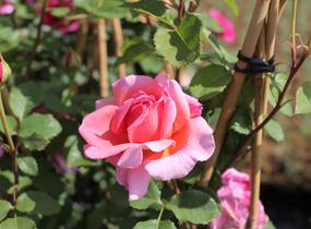 Růže anglická David Austin 'Alexandra of Kent' - Rosa S 'Alexandra of Kent'