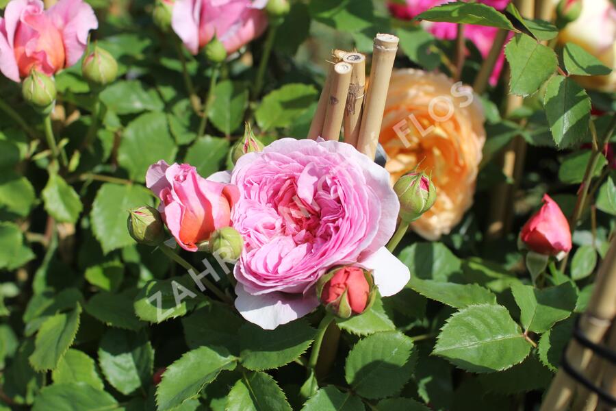 Anglická růže Davida Austina 'Alexandra of Kent' - Rosa S 'Alexandra of Kent'