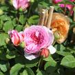 Anglická růže Davida Austina 'Alexandra of Kent' - Rosa S 'Alexandra of Kent'