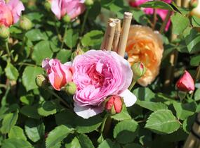 Růže anglická David Austin 'Alexandra of Kent' - Rosa S 'Alexandra of Kent'