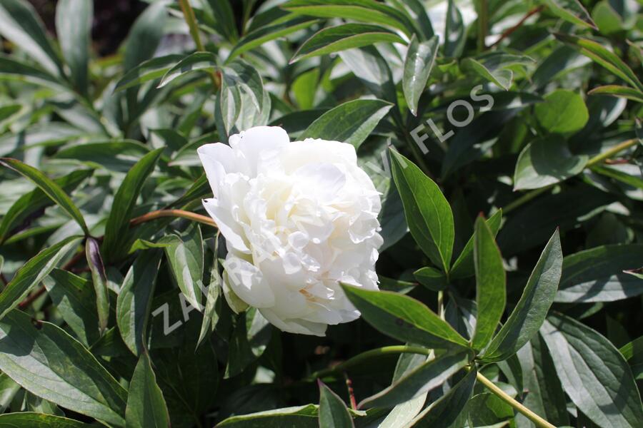 Pivoňka bělokvětá 'Madame Claude Tain' - Paeonia lactiflora 'Madame Claude Tain'