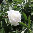Pivoňka bělokvětá 'Madame Claude Tain' - Paeonia lactiflora 'Madame Claude Tain'