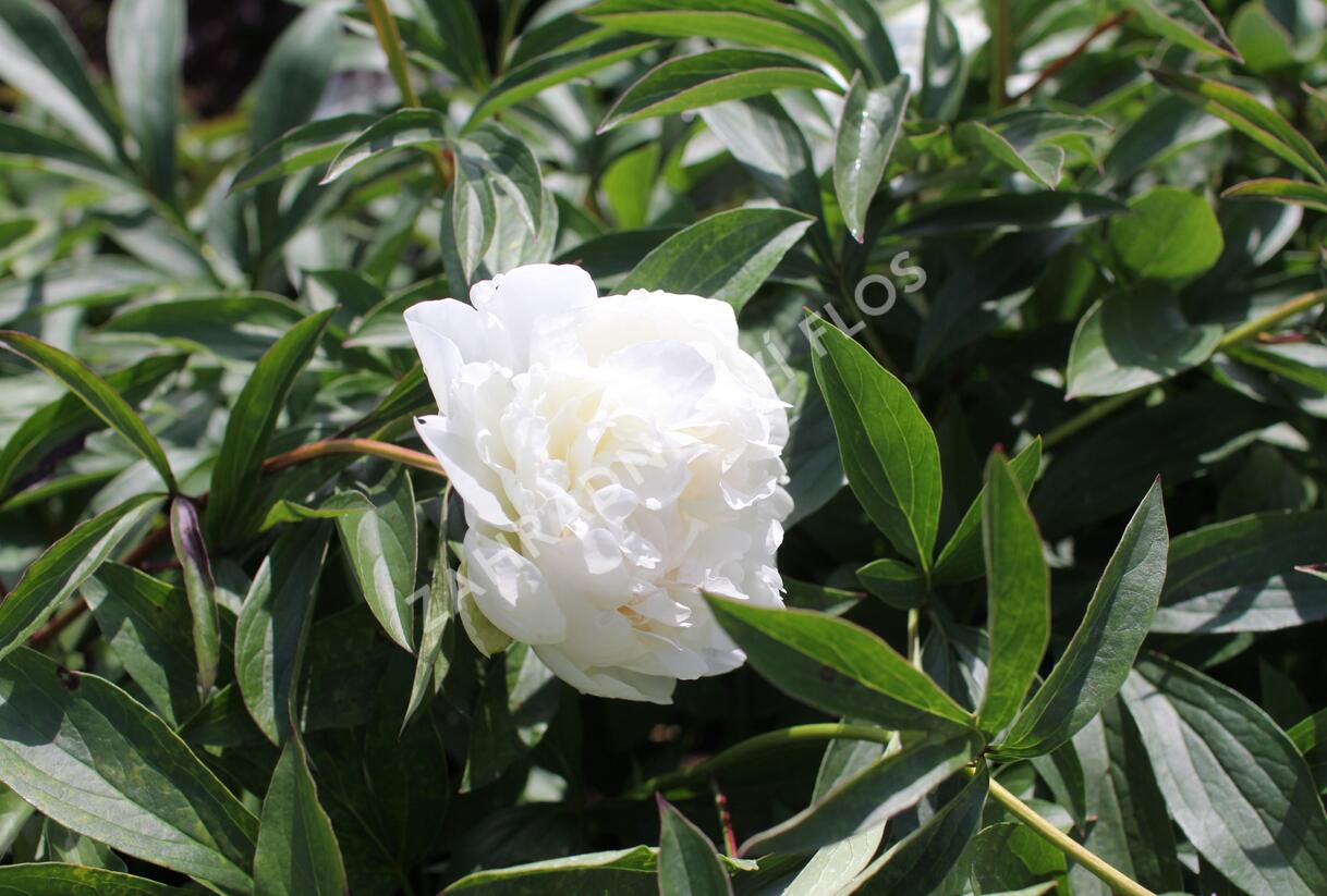 Pivoňka bělokvětá 'Madame Claude Tain' - Paeonia lactiflora 'Madame Claude Tain'