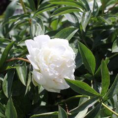 Pivoňka bělokvětá 'Madame Claude Tain' - Paeonia lactiflora 'Madame Claude Tain'