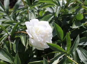 Pivoňka bělokvětá 'Madame Claude Tain' - Paeonia lactiflora 'Madame Claude Tain'