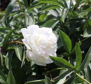 Pivoňka bělokvětá 'Madame Claude Tain' - Paeonia lactiflora 'Madame Claude Tain'