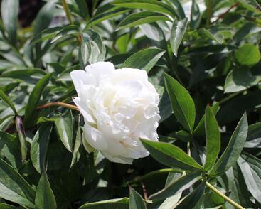 Pivoňka bělokvětá 'Madame Claude Tain'