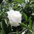 Paeonia lactiflora 'Madame Claude Tain'.JPG