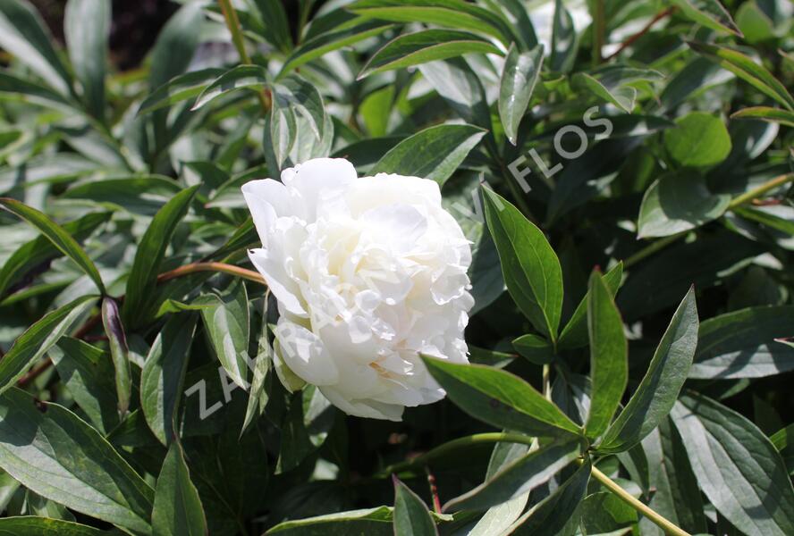 Pivoňka bělokvětá 'Madame Claude Tain' - Paeonia lactiflora 'Madame Claude Tain'