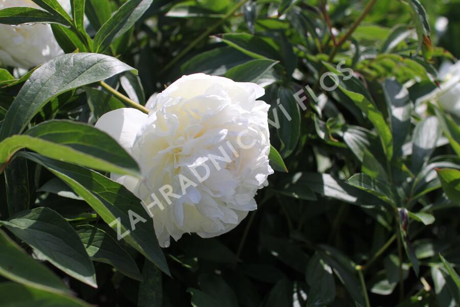 Pivoňka bělokvětá 'Madame Claude Tain' - Paeonia lactiflora 'Madame Claude Tain'
