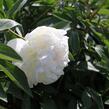 Pivoňka bělokvětá 'Madame Claude Tain' - Paeonia lactiflora 'Madame Claude Tain'