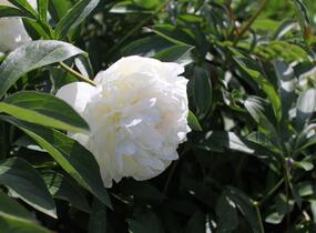 Pivoňka bělokvětá 'Madame Claude Tain' - Paeonia lactiflora 'Madame Claude Tain'