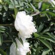 Pivoňka bělokvětá 'Madame Claude Tain' - Paeonia lactiflora 'Madame Claude Tain'