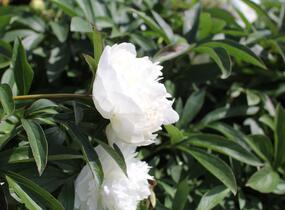 Pivoňka bělokvětá 'Madame Claude Tain' - Paeonia lactiflora 'Madame Claude Tain'